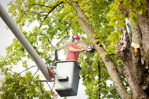 Reliable Mccullom Lake, IL Tree Service Solutions